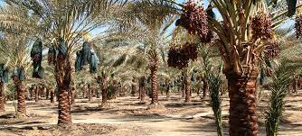 Mature medjool date palms can withstand temperatures falling to several degrees below. Date Palm Selection Al Baraka Farms