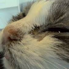 Symptoms of pancreatic cancer in cats pet owners may be able to catch the earliest symptoms of insulinomas if they pay close attention to their cat's behavior. Pdf A Case Of Feline Paraneoplastic Alopecia Associated With A Pancreatic Adenocarcinoma