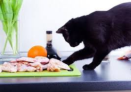 【cat eats japanese food】 подробнее. Raw Food For Cats What About Eating Bones