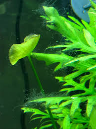 How to prevent and get rid of hair algae? Black Hair Algae Any Tips On Getting This Under Control Before It Spreads Plantedtank