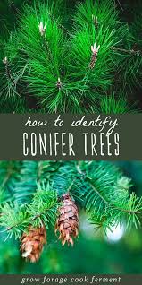 How To Identify Conifer Trees Pine Fir Spruce Juniper More Conifer Trees Tree Identification Conifers
