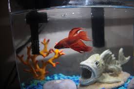 My Betta S Eyes Are Bulging And Are Cloudy Is This Popeye Betta Fish Tank Betta Fish Care Betta Fish