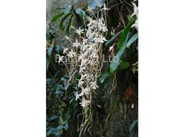 Image result for Aerangis kotschyana