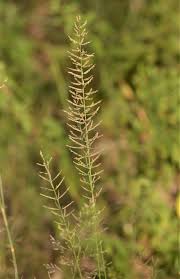 Image result for Pogonarthria