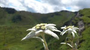 De ce flori de colt? Floarea De ColÈ OmagiatÄ De Google Printr Un Doodle Special Monument Al Naturii Èi Aur In CosmeticÄ