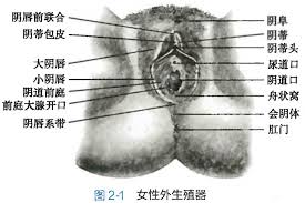 笔记快更——妇产科笔记免费获取- 知乎