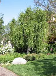 Image result for Maytenus