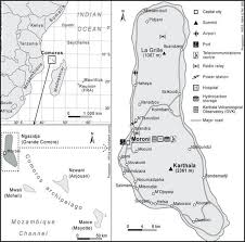 Image result for Erythroxylum platycladum