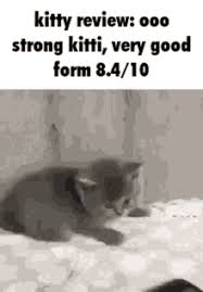 Let's face it, cats are the unofficial mascots of the internet. Funny Cat Meme Gifs Tenor