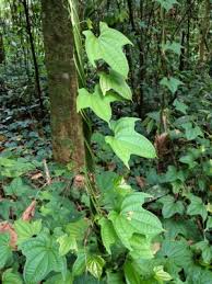 Image result for Dioscoreaceae