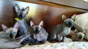 She is located close enough to me that i can take her and get her spayed. Sphynx Rescue Missouri Sphynx Kittens Adorable Sphyx Kittens At Your Dispensinay Facebook