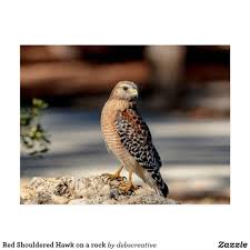 Red Shouldered Hawk On A Rock Postcard Zazzle Com Dog Jokes Postcard Rock Posters