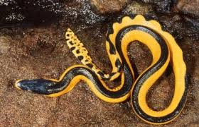 Life Of Yellow Bellied Sea Snake Life Of Sea Sea Snake Snake Ocean Creatures