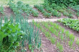 Ideen zur gartengestaltung mit kies und steinen. Garten Selbst Gestalten Gartengestaltung Fur Anfanger Hausgarten Net