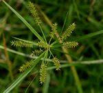 Image result for Cyperus breviradius