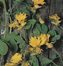 Image result for Tropaeolaceae