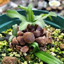 Image result for Drimia calcarata