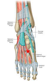 Its homolog in the arm is the abductor digiti minimi muscle in the hand. Unit 3 Muscles Of The Foot Flashcards Quizlet