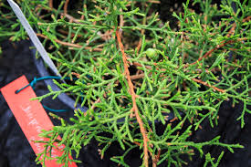 Image result for Juniperus