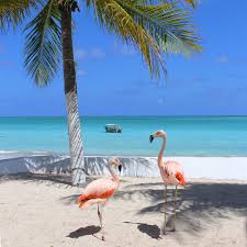 Flamingos Em Maragogi Maragogi Alagoas