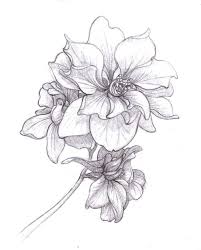 Colouring Books Brighter Craft Larkspur Flower Tattoos Larkspur Tattoo Birth Flower Tattoos