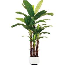 We did not find results for: China Artificial Banana Tree Plant With 1 Bunch Of Banana Fruits For Decoration China Artificial Plants And Artificial Trees Price