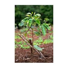 Image result for Coffea sp. A