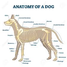 The cranial and caudal dorsal iliac spines. Anatomy Of Dog Skeleton With Labeled Inner Bone Scheme Vector Illustration Zoological Structural Examination With Inside Location Description For Study Handouts Educational Skull Vertebrae Location Royalty Free Cliparts Vectors And Stock Illustration