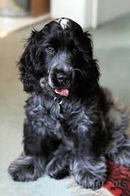 Black And Tan Show Cocker Spaniel Puppy Blue Roan Cocker Spaniel Puppy Sophie Carr Photography Spaniel Puppies Cocker Spaniel Puppies Blue Roan Cocker Spaniel