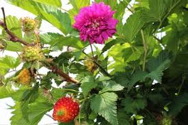 Compotes, jams, jams and other twists make raspberries, currants, strawberries, strawberries plants do not require specific care, because they are loved by summer residents. The Beginning Of Ornamental Raspberries Salmonberry Young Plants At Lubera Edibles