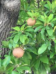 Thus for a layman identifying a tree by studying its leaves proves to be easier. Plant Identification Closed Please Help Me Id A Kind Of A Large Kiwi Fruit Tree 4 By Brajesh