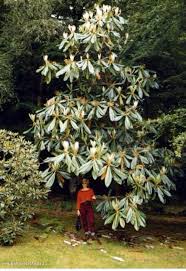 Rhododendron Sinogrande Giant Chinese Big Leaf Plants Garden Shrubs Rhododendron