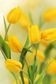 Just Love Yellow Yellow Spring Flowers Tulips Images Yellow Flowers