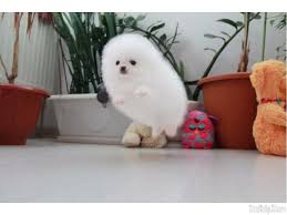 Pomeranian For Sale Near Me Pomeranian For Sale Maryland Pomeranian For Sale Virginia Pomeranian Pomeranian Puppy For Sale Pomeranian For Sale Pomeranian Puppy