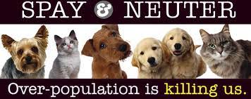 Low Cost Pet Sterilization Vanier College A Ville St Laurent Spay Neuter Clinic 450 458 0333 Or 1 877 738 8700 Homeless Pets Pampered Puppies Animals