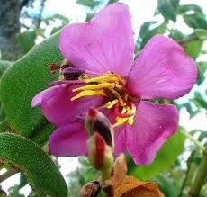 Image result for Dissotis caloneura