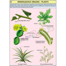Homologous Organs Plants Chart 70x100cm