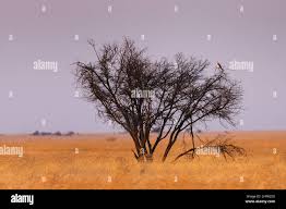 Image result for Acacia robusta