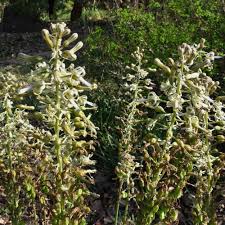 Image result for Drimia elata