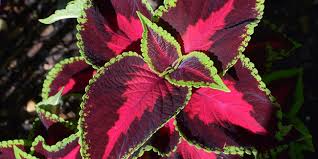 Plante verte très appréciée, le calathea wavestar déploie ses longues feuilles étroites de manière élégante. Coleus Solenostemon Scutellaroides Des Feuilles Colorees Culture Entretien
