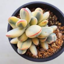 Maybe you would like to learn more about one of these? Cotyledon Orbiculata Cv Variegated K Cactus Succulents Facebook