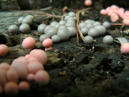 It is of no harm to humans in most of the cases. Lycogala Epidendrum Wikipedia