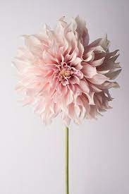 Flower Photography Floral Still Life Photography Pink Etsy Pretty Flowers Flowers Flowers Photography