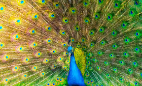 From wikipedia, the free encyclopedia. How Color Vision Came To The Animals Wired