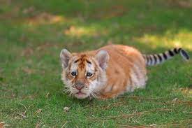 Golden tabby tiger is the color variation of bengal tiger & amur tiger. Baby Golden Tiger Cub Novocom Top