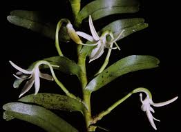 Image result for Jumellea usambarensis