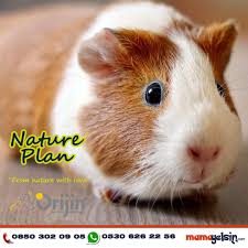 Guinapig Leriniz Natureplan Ile Daima Guvende Guinapiglove Ginepig