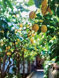 Pin By Paris Pra Mim On Finds For Connie Isle Of Capri Lemon Tree Flowers