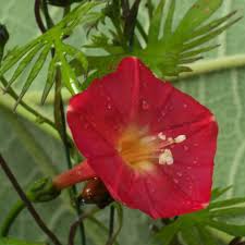 Image result for Ipomoea venosa