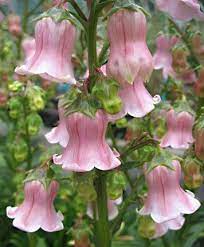 Campanula Vidalii Plants Flowers Perennials Beautiful Flowers